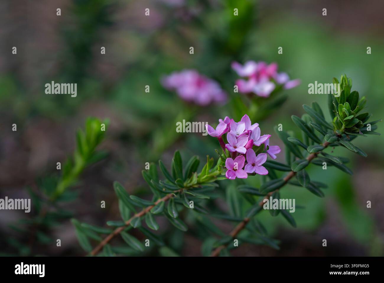 Rose-Daphne (Daphne cneorum) blüht mit zarten rosa Blüten auf immergrünem Laub, aufgenommen in sanftem natürlichem Licht mit einem träumerischen Bokeh-Hintergrund. Stockfoto