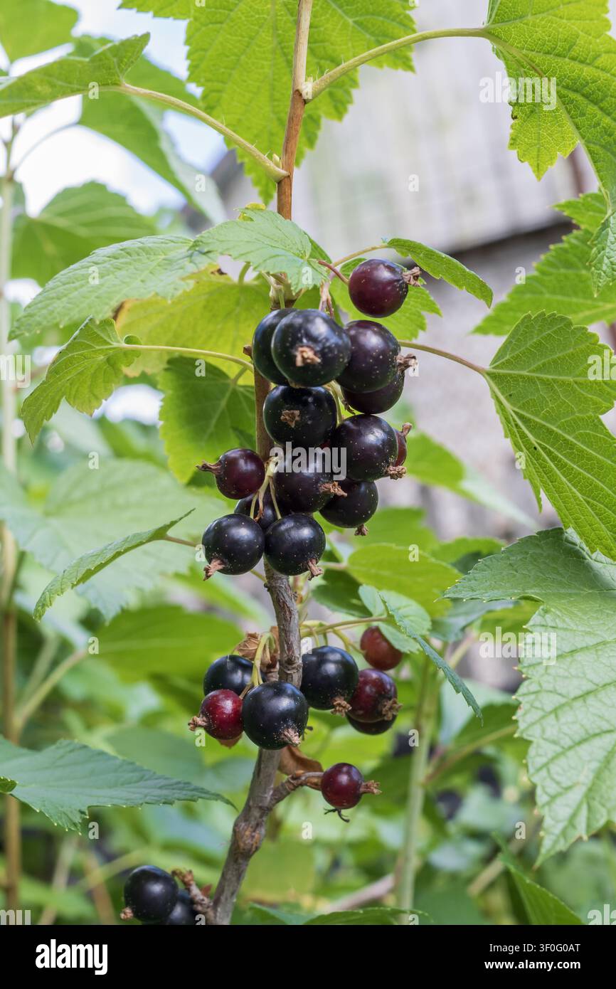 Frische schwarze Johannisbeeren reifen natürlich an buschigen Zweigen in einem Garten. Organische Sommerbeeren bereit für die Ernte mit lebhaftem grünem Laub. Stockfoto
