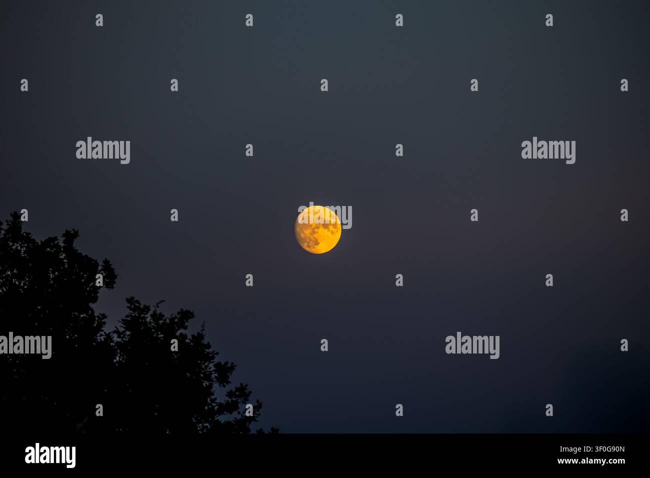 Goldener Mond, der über der Baumsilhouette in einem dunstigen Nachthimmel leuchtet Stockfoto