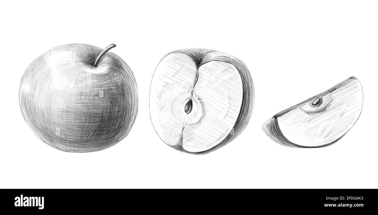 Apfel ganz, halb und in Teilen. Isolierte detaillierte Bleistiftillustration für Restaurants, Cafés, kulinarische Blogs, Lebensmittelmarken, Bauernhöfe und Lebensmittelgeschäfte. Stockfoto