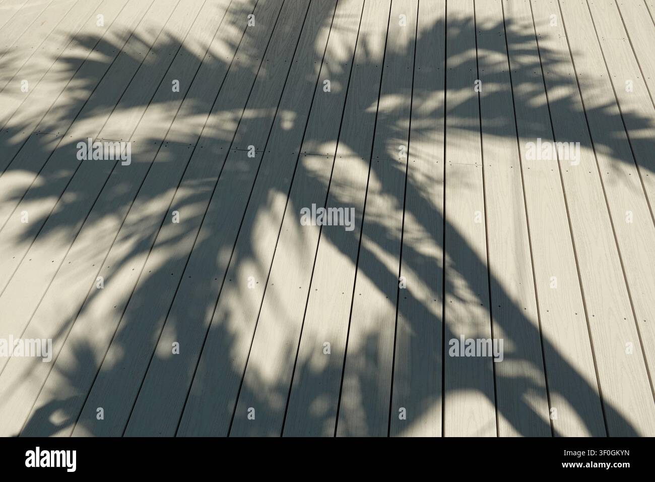 Schatten einer Palme (Familie Arecaceae) wirft sich über hellen Holzplanken, die horizontal angeordnet sind. Stockfoto