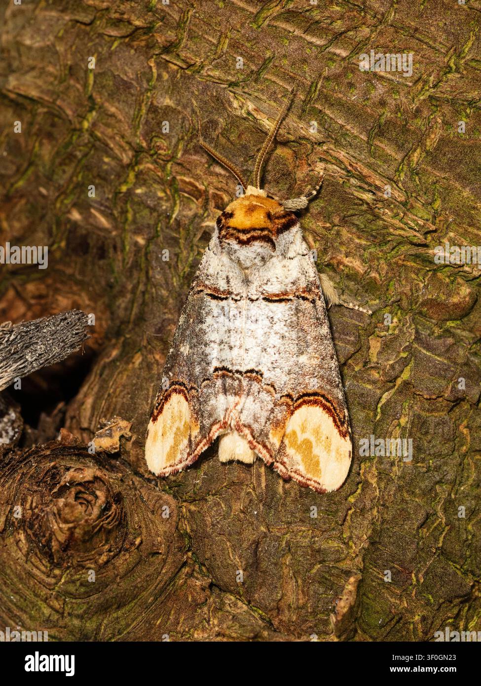Erwachener, im Sommer fliegender UK-Buffspanner, Phalera bucephala, ruht mit geöffneten Flügeln Stockfoto