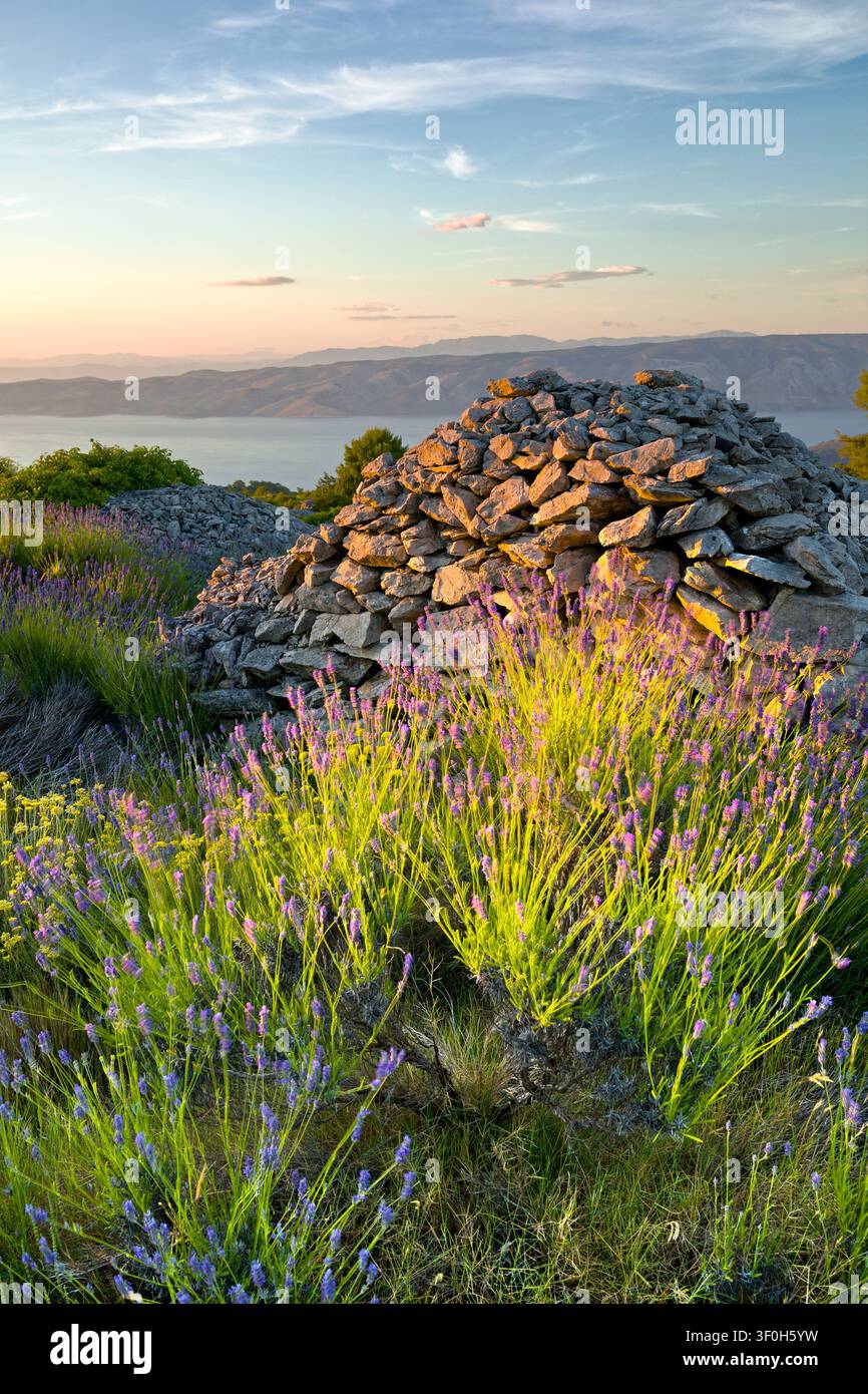Lavendel und trockene Steinmauer bei Sonnenuntergang, Brusje, Hvar, Kroatien Stockfoto