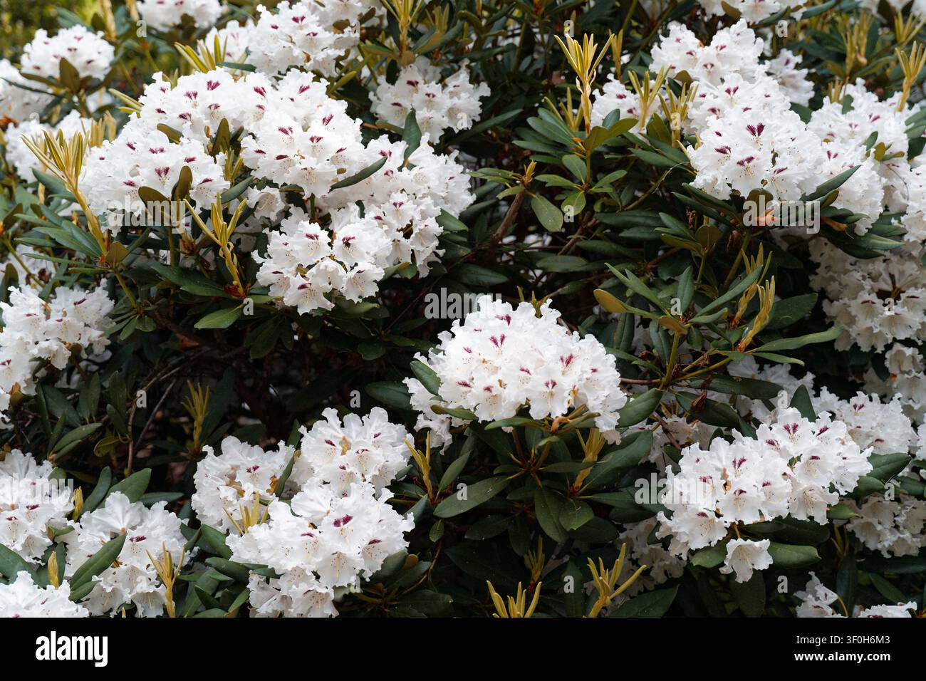 Weiße Rhododendronblüten in voller Blüte mit zarten violetten Flecken, umgeben von dunkelgrünem Laub in einer Frühlingsgartenszene Stockfoto