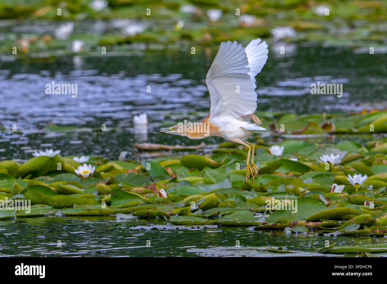 Squacco-Häher (Ardeola ralloides) fliegender Erwachsener im Brutkleid, der von einem See mit Seerosenblättern im Sommer abhebt Stockfoto