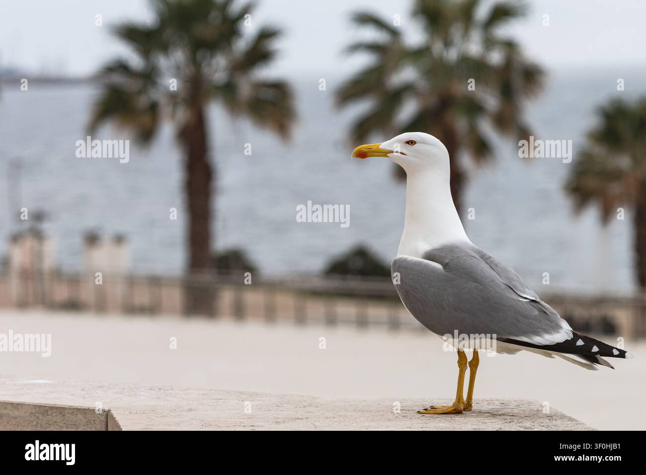 Nahaufnahme einer Mittelmeermöwe auf einem Steinbrüstchen. Vogel im Profil vor verschwommenen Palmen und dem Meer. Scharfe Silhouette auf hellem Hintergrund. Stockfoto
