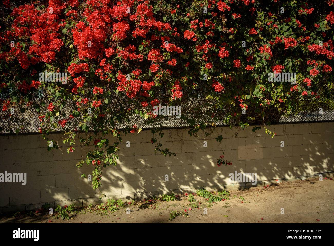 Rote Bougainvillea-Blüten kaskadieren über eine weiße Backsteinmauer und einen Maschendrahtzaun im Arts District, Los Angeles, Kalifornien Stockfoto