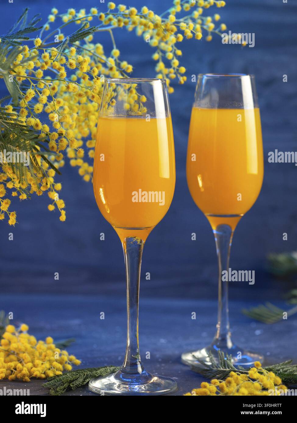 Mimosa-Cocktail und gelbe Mimosenblüten auf einem blauen Tisch. Alkoholarmer Cocktail mit Sekt und Orangensaft Stockfoto