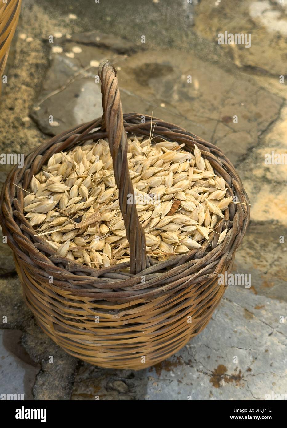 Hohe Blickwinkelansicht und vertikale Aufnahme eines rustikalen, geflochtenen Weidenkorbs gefüllt mit rohen, ganzen Gerstengrannen in ihren Hüllen. Stockfoto