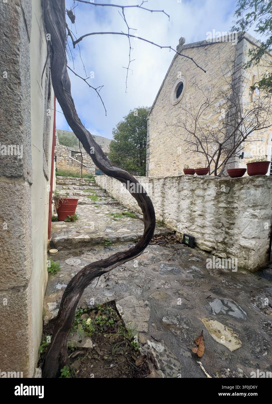 Ein verdrehter Weinstockstamm umrahmt den Innenhof des historischen Kallergi-Klosters auf Kreta, Griechenland. Zeigt traditionelle Steinarchitektur. Stockfoto