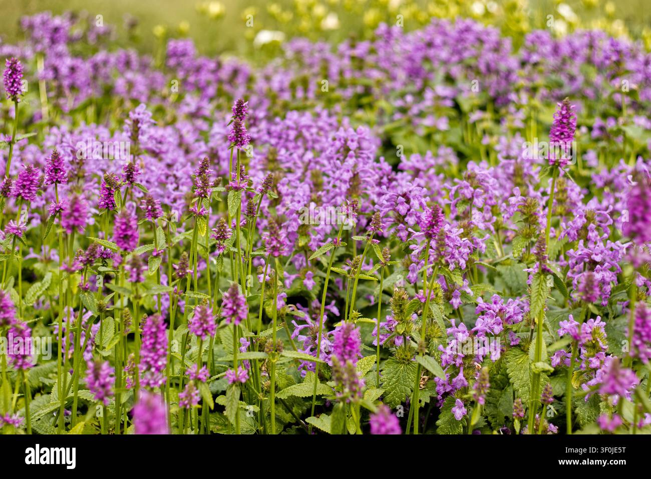 Lila Wildblumen blühen in der Wiese Stockfoto