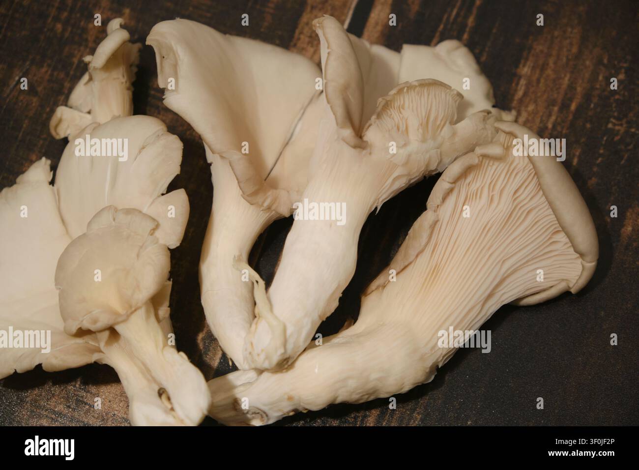 frische Austernpilze, die ordentlich in einer sauberen weißen Keramikschale arrangiert sind, einfangen. Weiche natürliche Studiolichtbeleuchtung hebt die zarten fächerförmigen Stockfoto