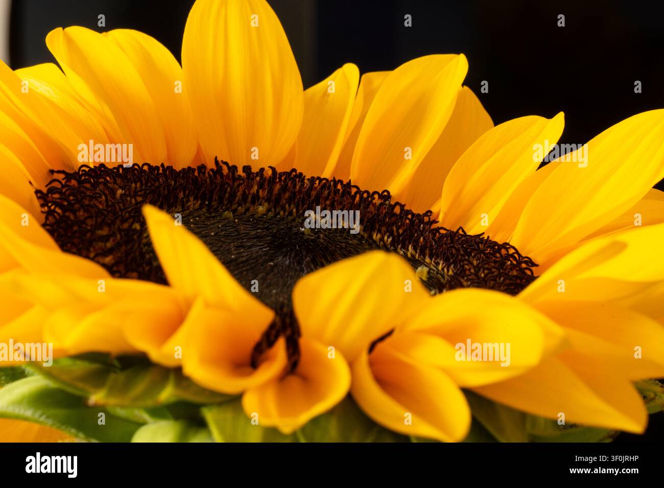 Zarte Blütenblätter einer Sonnenblume Stockfoto