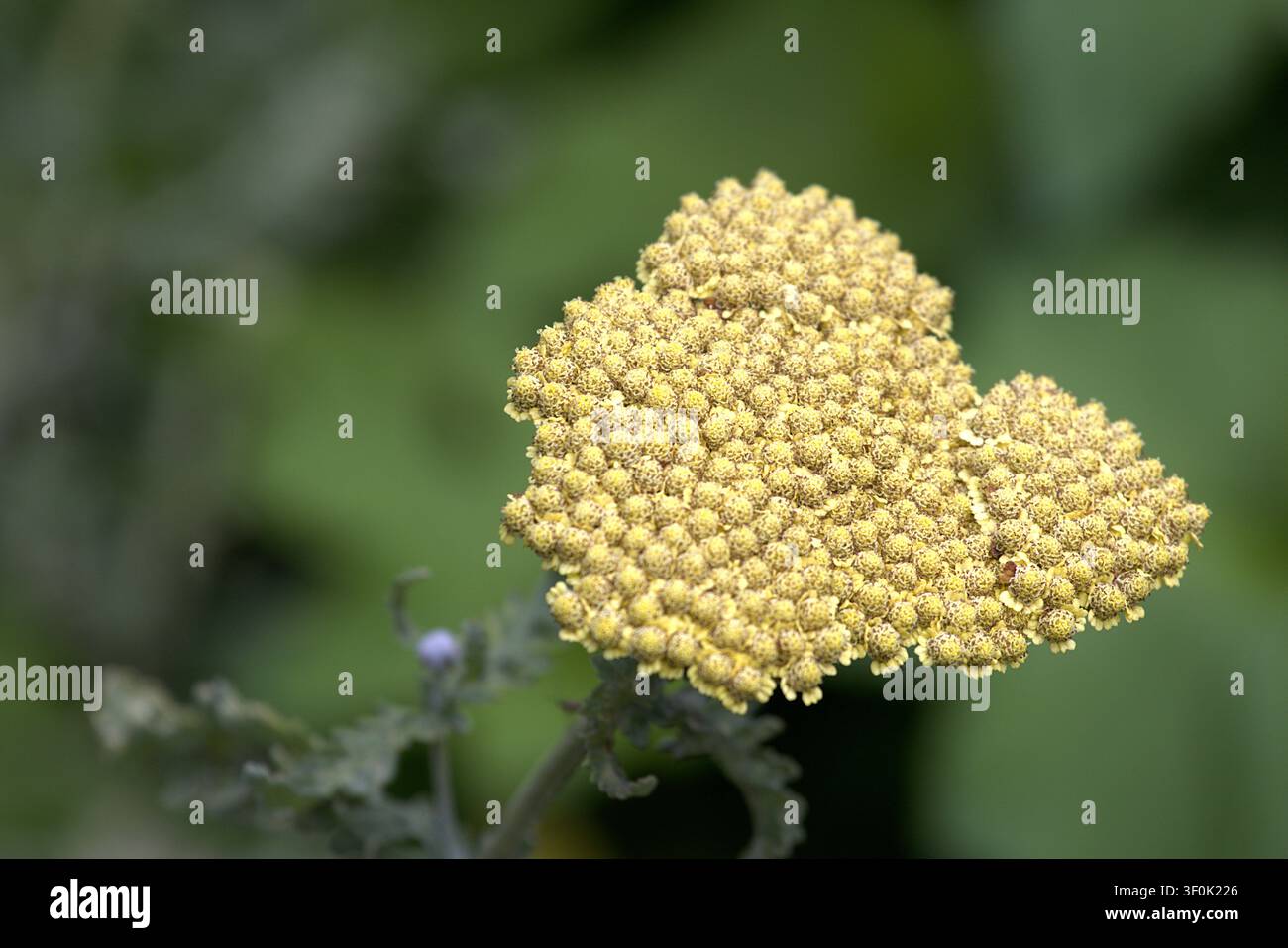 Blassgelber Schafgarbenblütenstand blüht im Garten des frühen Herbstes. Stockfoto