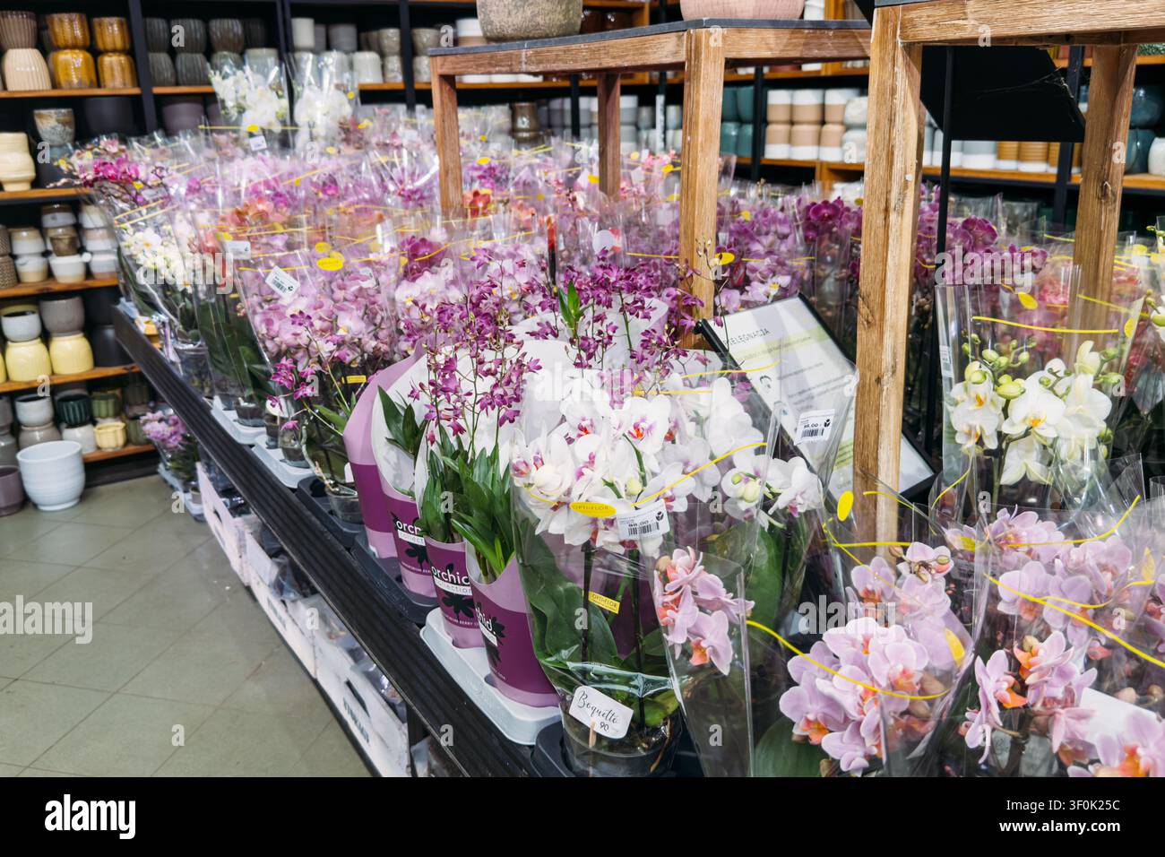 Blühende Phalaenopsis-Orchideenpflanzen in Plastikverpackungen auf den Regalen eines Geschäftes. Gartenzentrumseinzelhandel, Auswahl an Zimmerpflanzen für drinnen Stockfoto