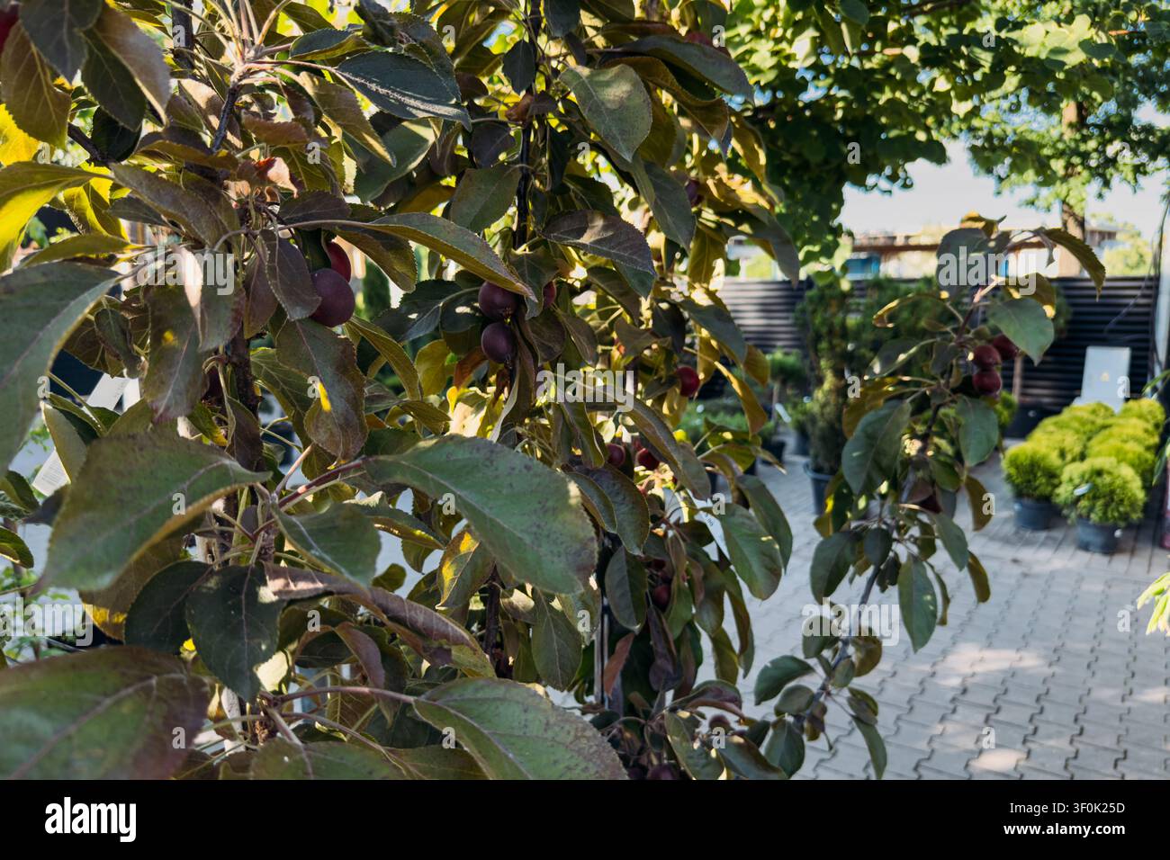 Krabbenapfelbaum Malus-Arten zeigen kleine Früchte und Laub in einer Freilandgärtnerei. Gärtnereigeschäft, Gartencenter-Einzelhandel Stockfoto