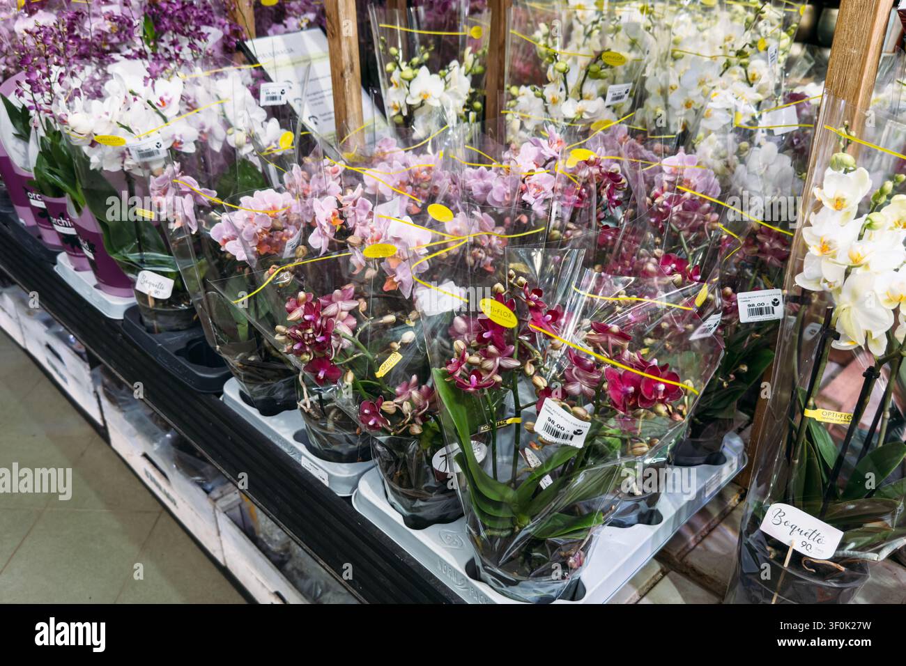 Blühende Phalaenopsis-Orchideenpflanzen in Plastikverpackungen auf den Regalen eines Geschäftes. Gartenzentrumseinzelhandel, Auswahl an Zimmerpflanzen für drinnen Stockfoto