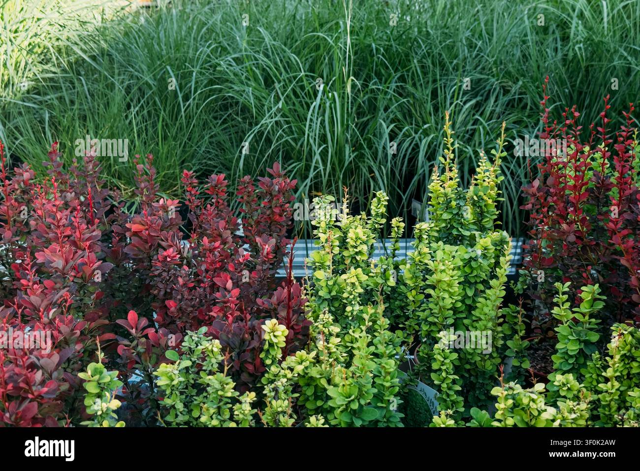 Japanische Spindelsträucher und Ziergräser wachsen in Anzuchttöpfen. Gartencenter-Ausstellung, Landschaftsgestaltung, dürretolerante Bepflanzung, saisonal Stockfoto