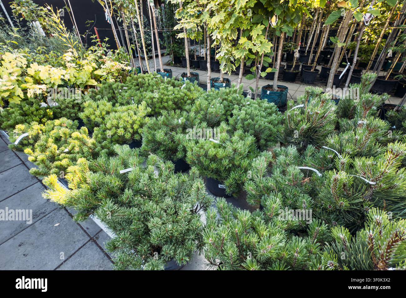 Topfgewächse von Bergkiefern stehen gruppiert auf dem Boden einer gewerblichen Gartenzentrum-Gärtnerei. Wintergartenpflanzen, kaltharte Pflanzen, ganzjährig Stockfoto
