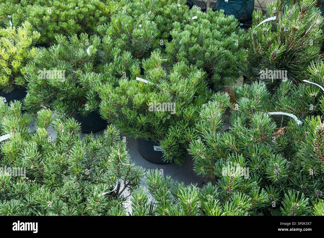 Topfgewächse von Bergkiefern stehen gruppiert auf dem Boden einer gewerblichen Gartenzentrum-Gärtnerei. Wintergartenpflanzen, kaltharte Pflanzen, ganzjährig Stockfoto