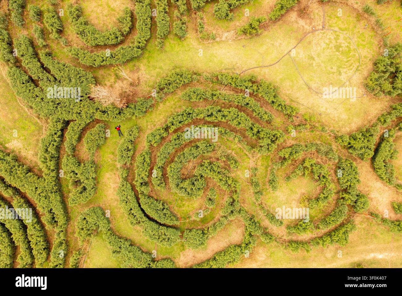 Luftaufnahme des Heckenlabyrinths Laberinto Pampa auf der Estancia Cina Cina, San Antonio de Areco, Provinz Buenos Aires, Argentinien Stockfoto