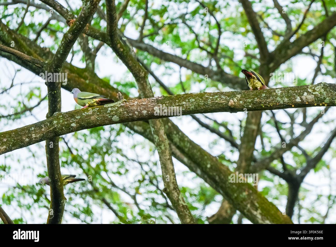 Ein Paar lebhafter Grünpappel und Orangebrust-Grüntauben ruht auf einem moosigen Ast in einem üppigen tropischen Wald. Friedliche Wildtierszene mit Natur Stockfoto