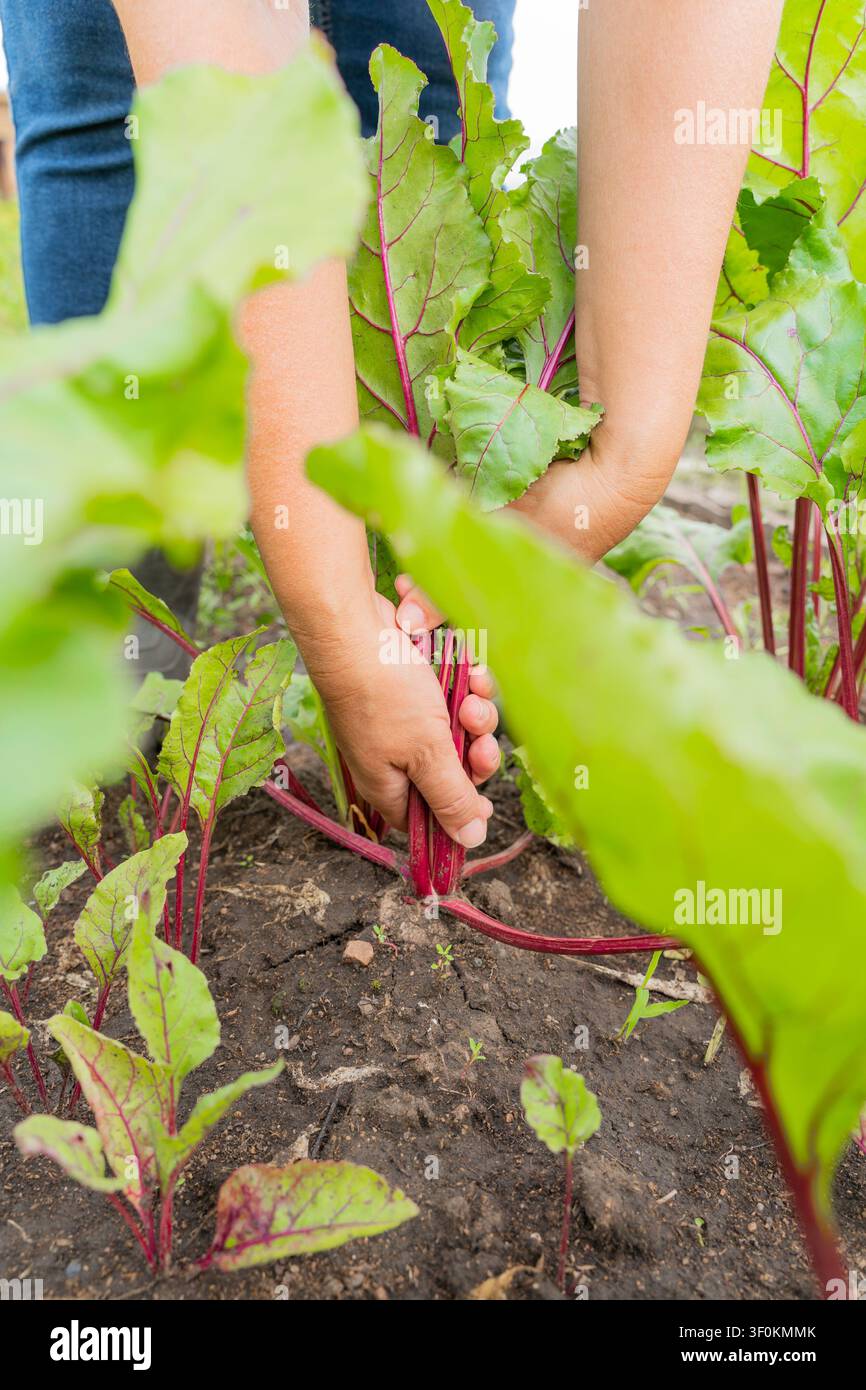 Hände, die im Garten Rüben ernten: Nahaufnahme von frischem Bio-Gemüse. Bio-Gemüse anbauen, natürliche Landwirtschaft Stockfoto