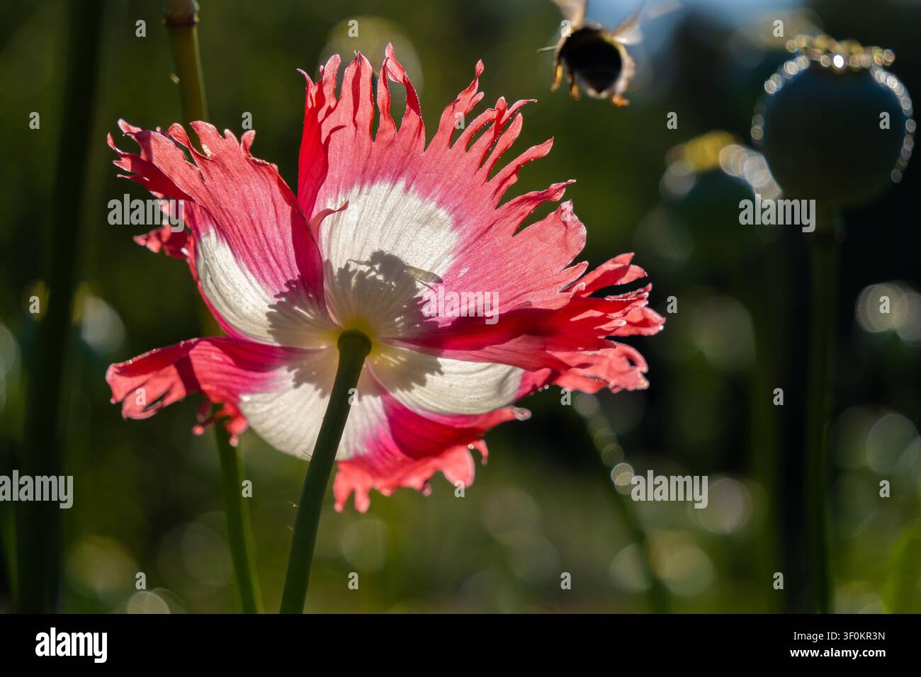 Biene im Schatten auf einer gegen das Licht gebleichten rosa Mohnblüte mit fliegender Hummel Stockfoto