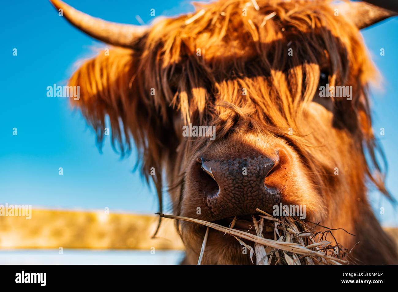 Nahaufnahme eines zotteligen Highland-Rindes mit gebogenen Hörnern in einer sonnenbeschienenen Weide, das Stroh kaut, während warmes Gegenlicht das dicke rotbraune Fell hervorhebt Stockfoto