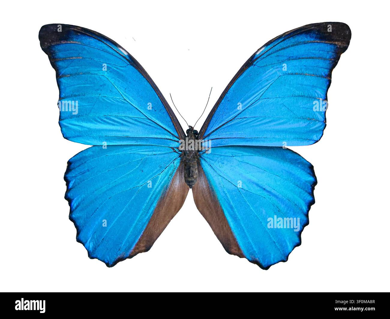 Ein atemberaubender großer blauer Schmetterling mit schillernden Flügeln, der in Isolation aufgenommen wurde. Der Morpho didius zeigt lebendige Farben, die seine Schönheit zur Geltung bringen und un Stockfoto