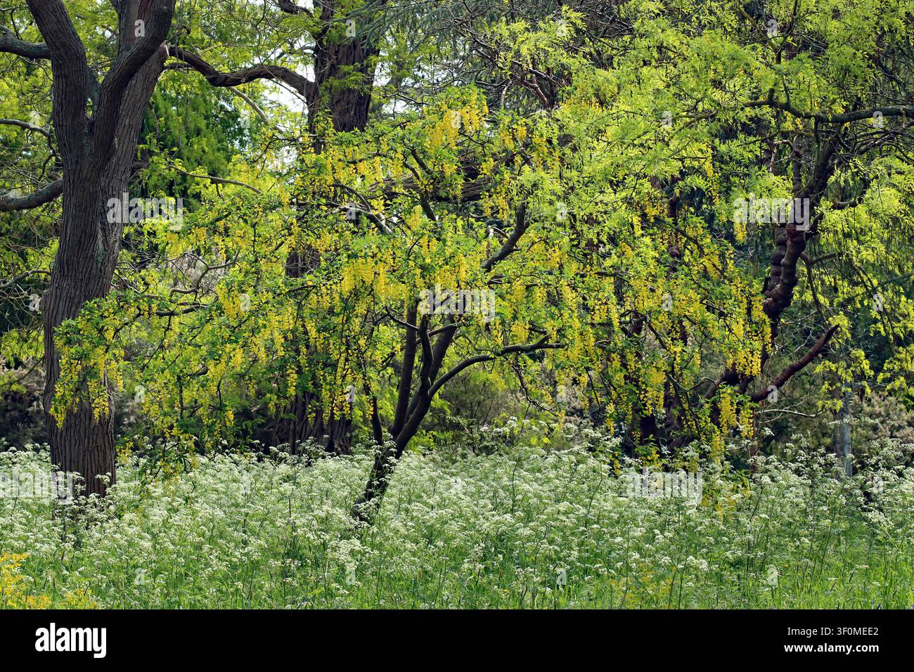 Ein Laburnum-Baum, klein mit hellgelben Frühlingsblüten, steht in einem Teppich aus Queen Anne's Lace (Wiesen-Wolfsmilch); Goldregenbaum. April, Kew Gardens Stockfoto
