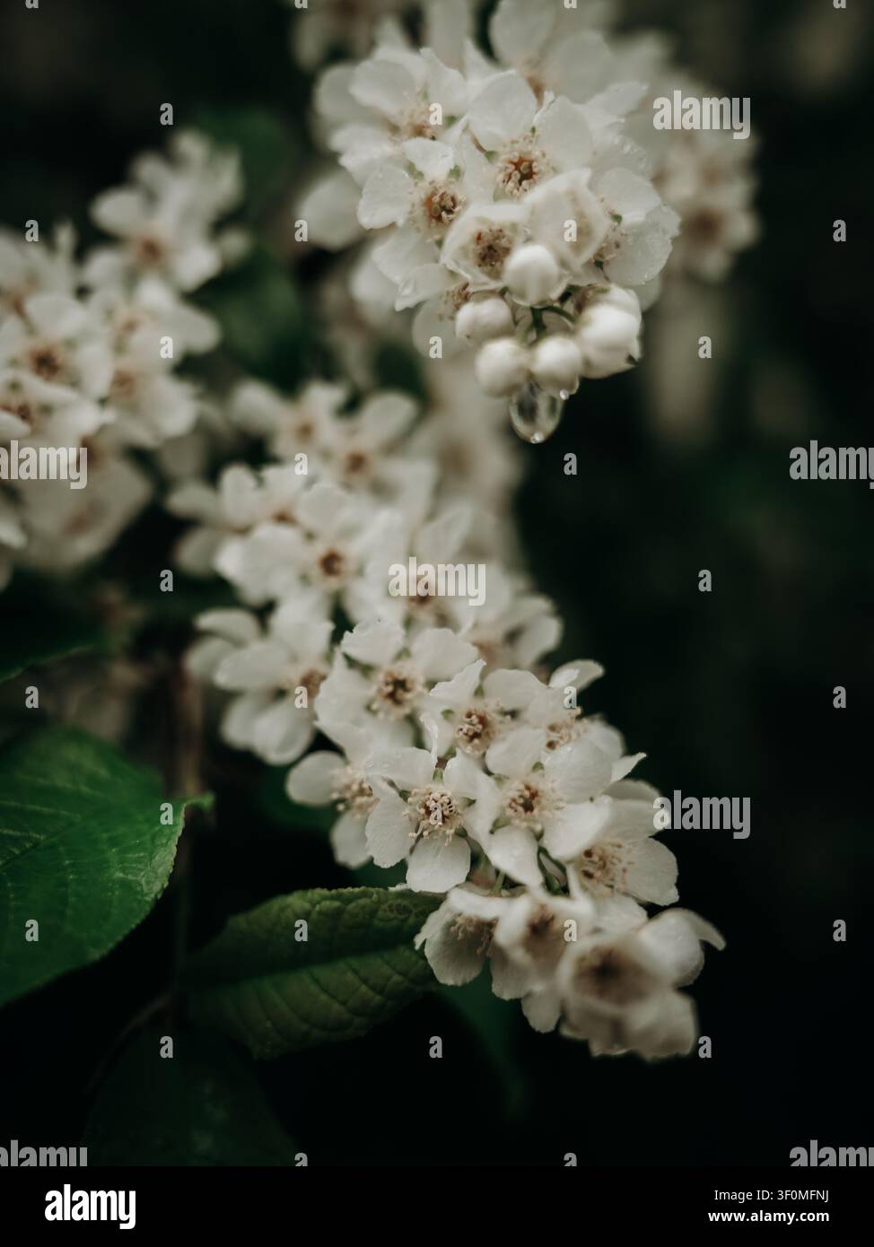 Nahaufnahme von weißen Vogelbeerblüten, Prunus padus, die im Frühling im Norden Schwedens blühen. Stockfoto