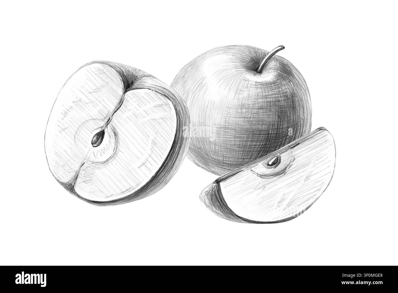 Eine Komposition aus einem ganzen Apfel und seinen Teilen. Eine isolierte, detaillierte Bleistiftillustration für Restaurants, Cafés, kulinarische Blogs, Lebensmittelmarken, Bauernhöfe Stockfoto