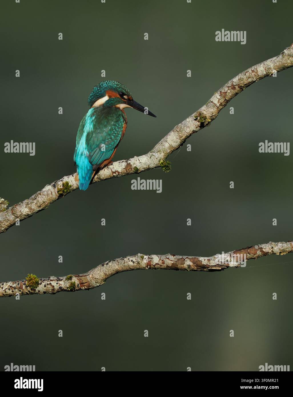 Junger Eisvogel braucht Seen ohne erwachsene Paare, um sich niederzulassen und seine Jagdfähigkeiten ohne ständige Belästigung zu verfeinern. Stockfoto
