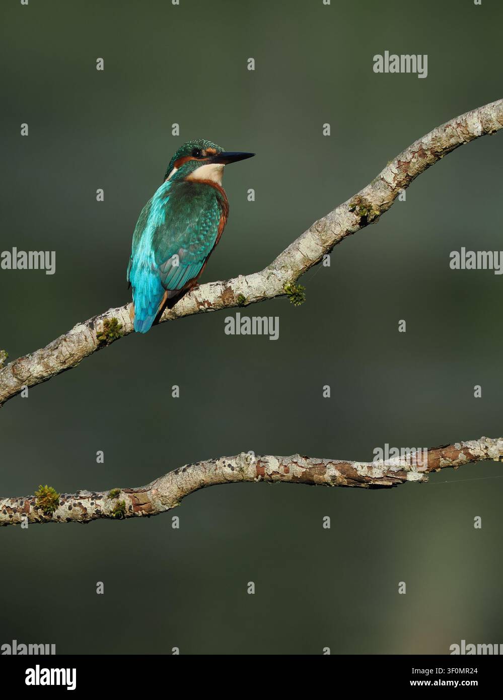 Junger Eisvogel braucht Seen ohne erwachsene Paare, um sich niederzulassen und seine Jagdfähigkeiten ohne ständige Belästigung zu verfeinern. Stockfoto