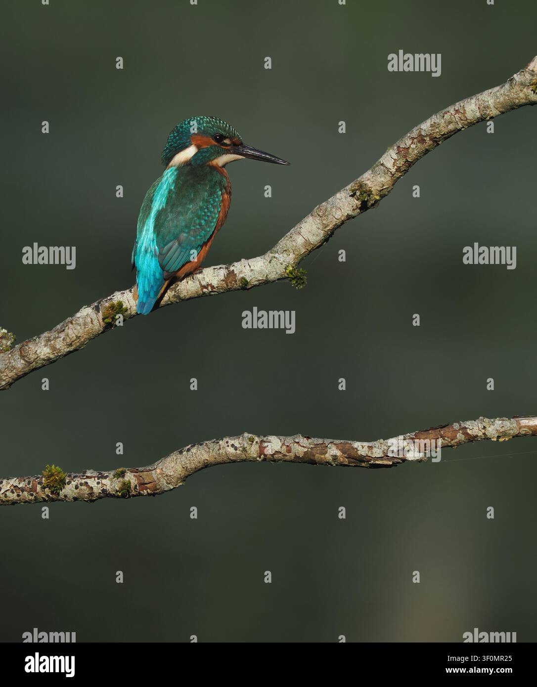 Junger Eisvogel braucht Seen ohne erwachsene Paare, um sich niederzulassen und seine Jagdfähigkeiten ohne ständige Belästigung zu verfeinern. Stockfoto