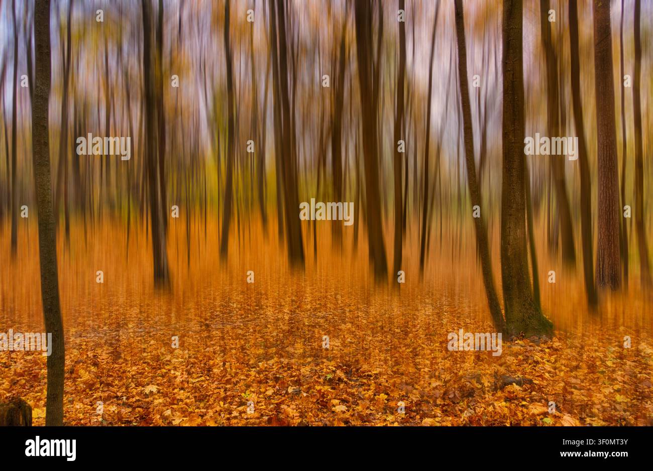 Ein Foto mit absichtlicher Kamerabewegung (ICM) fängt einen gemäßigten Laubwald während der Hochsaison des Herbstlaubs ein. Stockfoto