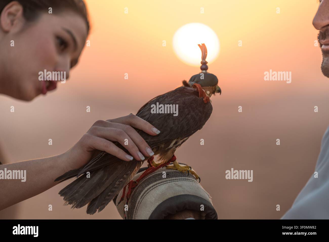 Eine junge Frau streichelt sanft einen Kapuzenfalken, der auf einem traditionellen Lederhandschuh eines Falkners sitzt, während einer Wüstenerfahrung auf der Arabischen Halbinsel, VA Stockfoto