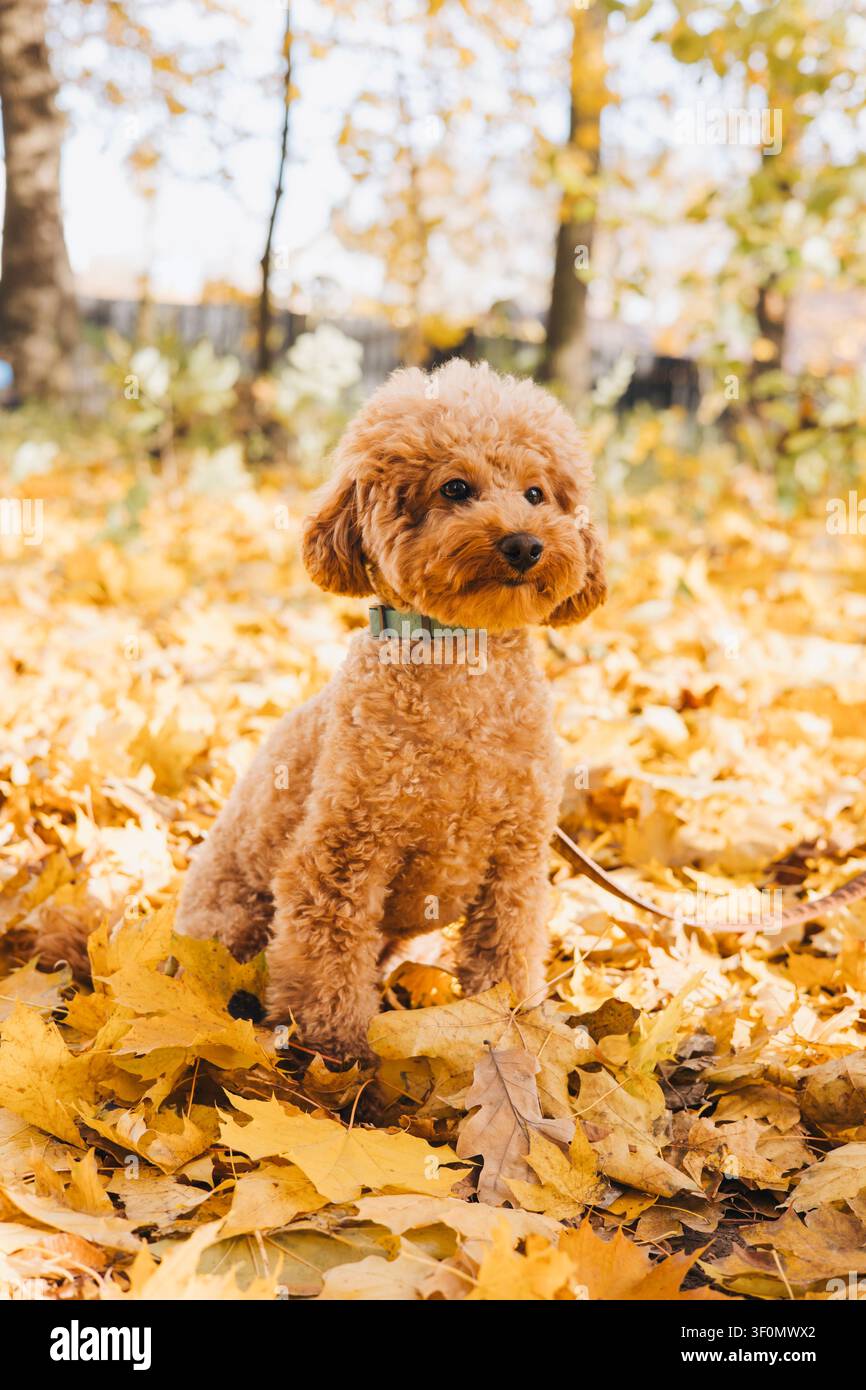 Zwergpudel, der zwischen bunten Herbstblättern im Park sitzt Stockfoto