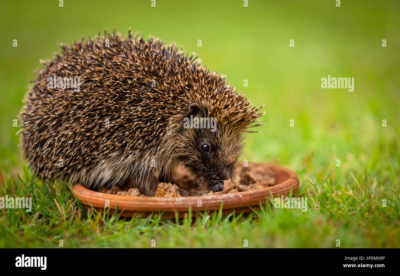 Igel, wissenschaftlicher Name: Erinaceus Europaeus, füttert aus einer flachen Terrakottaschüssel in einem igelfreundlichen Garten am frühen Abend im Hochsommer. Igel Stockfoto