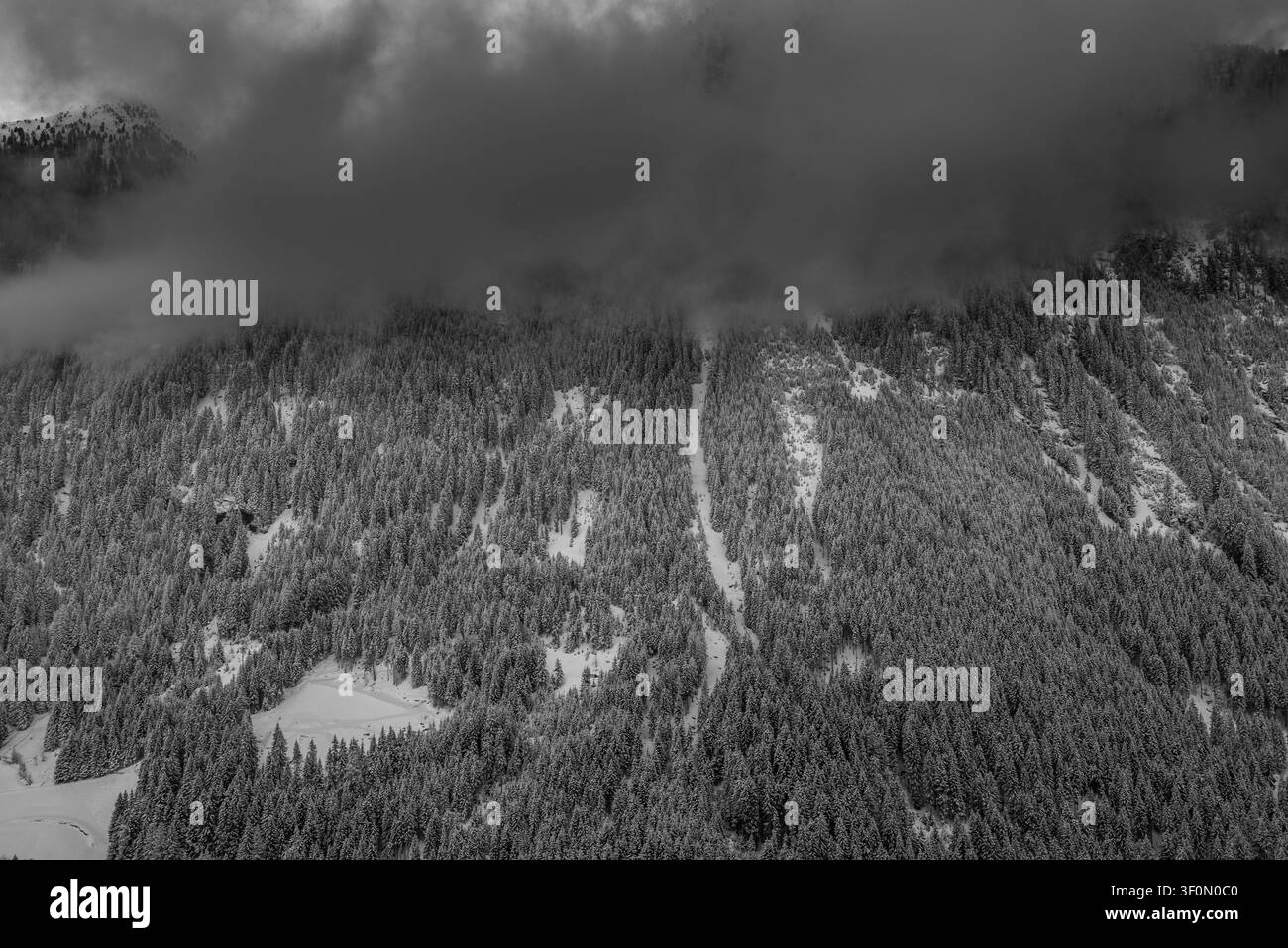 Ein dichter Nadelwald bedeckt einen steilen alpinen Berghang, unterbrochen von schneebedeckten Lichtungen und Skilaufkorridoren, die durch das immergrüne Gelände führen Stockfoto