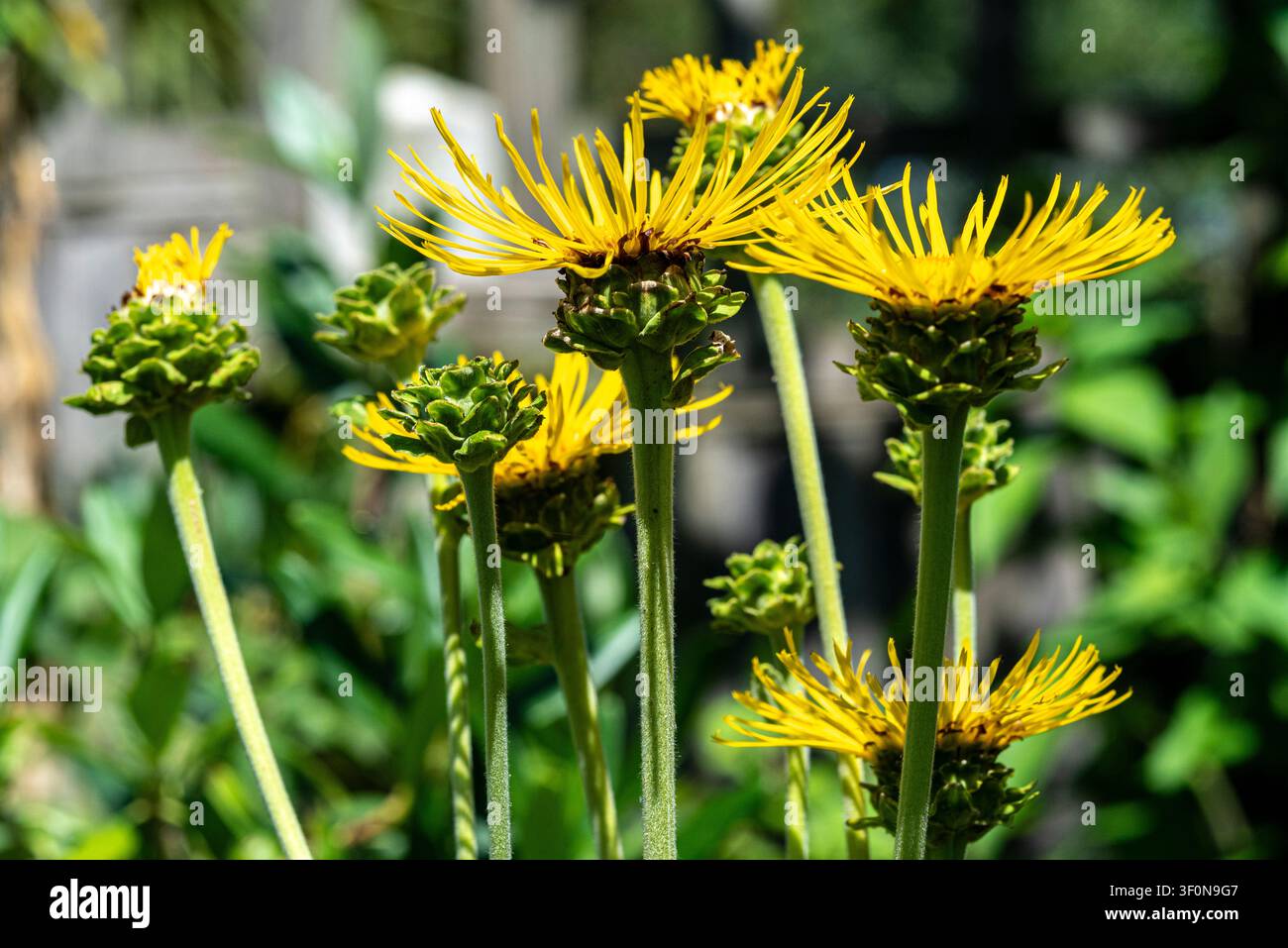 Inula Elecampane Helenium Asteraceae. Große gelbe Gänseblümchen-ähnliche Blüten. Stockfoto