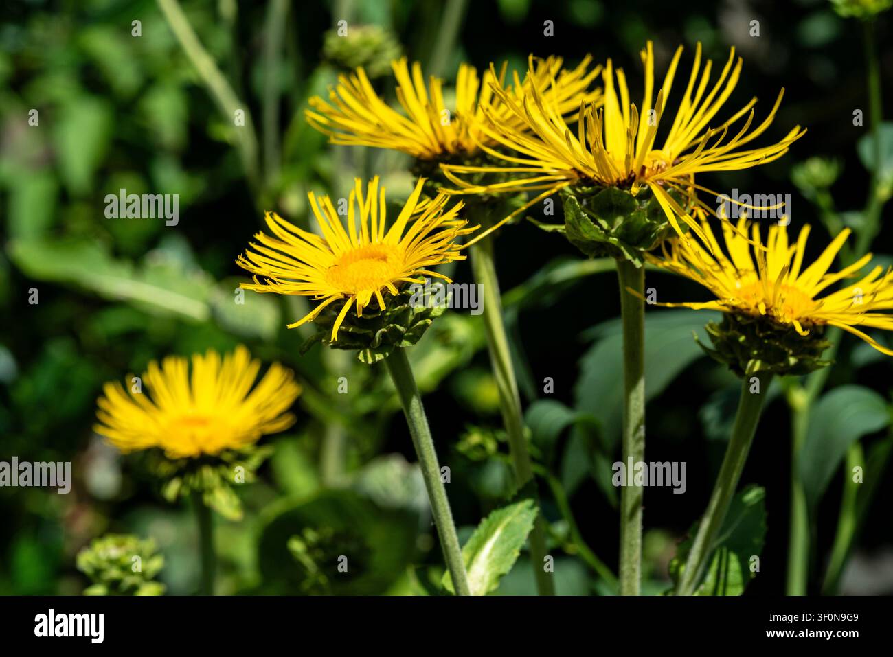 Inula Elecampane Helenium Asteraceae. Große gelbe Gänseblümchen-ähnliche Blüten. Stockfoto