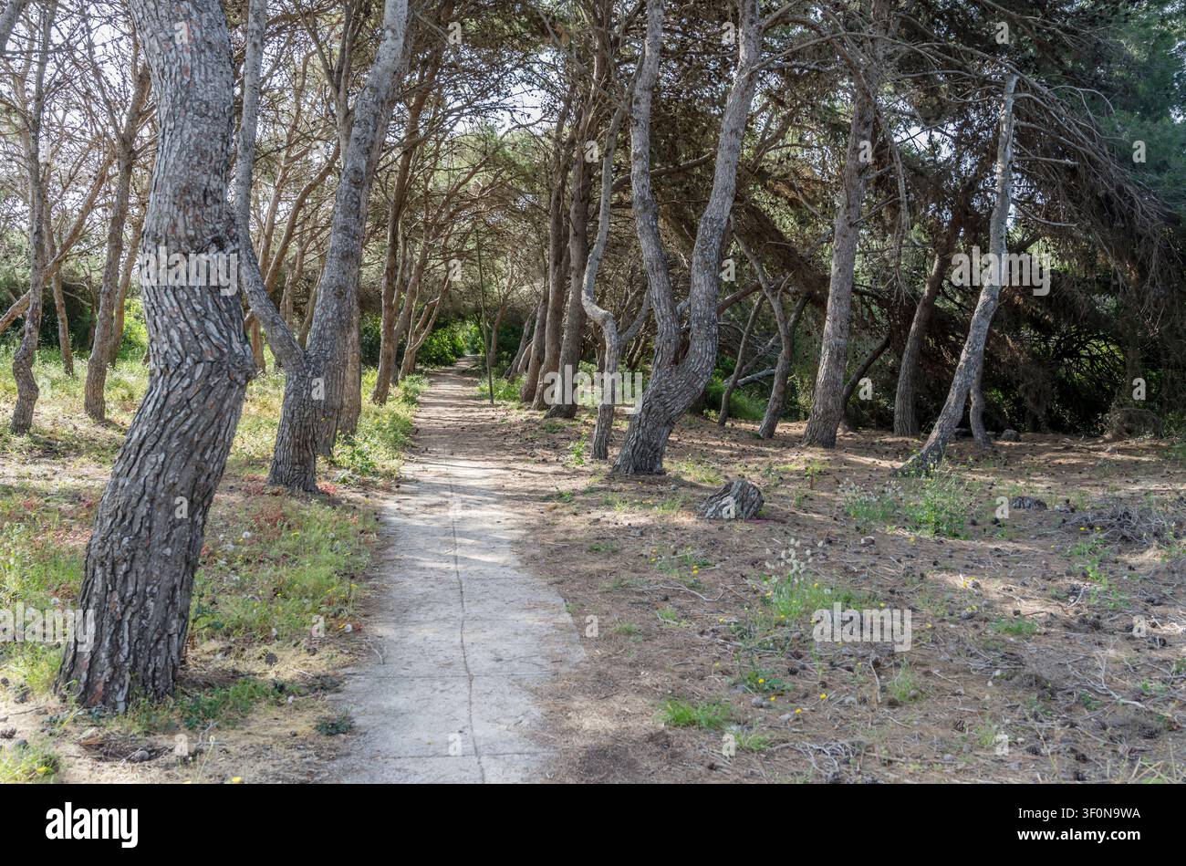 Landschaft mit Wanderweg in einer Pinienhaine in der Bucht Peonia Rosa, aufgenommen im hellen Frühlingslicht auf der Insel Sant Antioco, Cagliari, Italien Stockfoto