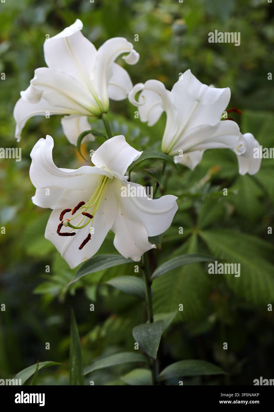 Casa Blanca Oriental Lily, Lilium 'Casa Blanca', Liliaceae. Ostasiatischer Hybrid. Lilium 'Casa Blanca' Oriental Lily Blüten. Stockfoto