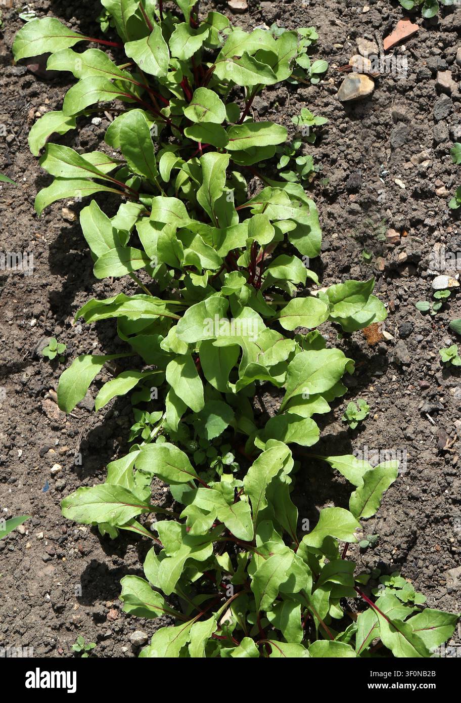 Rettichkeimlinge, Beta vulgaris subsp. vulgaris, Gruppe Conditiva. UK. Rettich oder Rübe ist der Hauptwurzelteil einer Beta vulgaris subsp. vulgaris Stockfoto