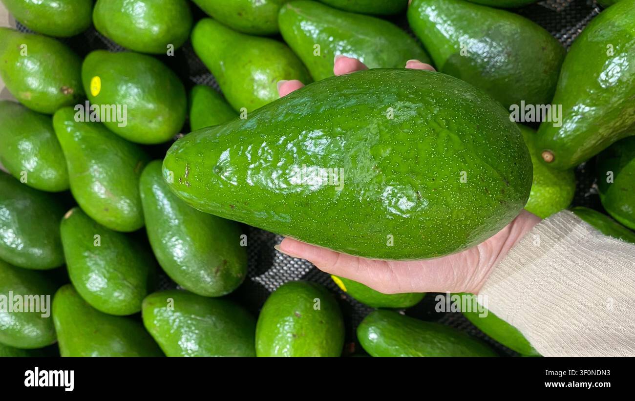 Frischer Avocado in der Hand gehalten - Smartphone-aufgenommenes Stockfoto