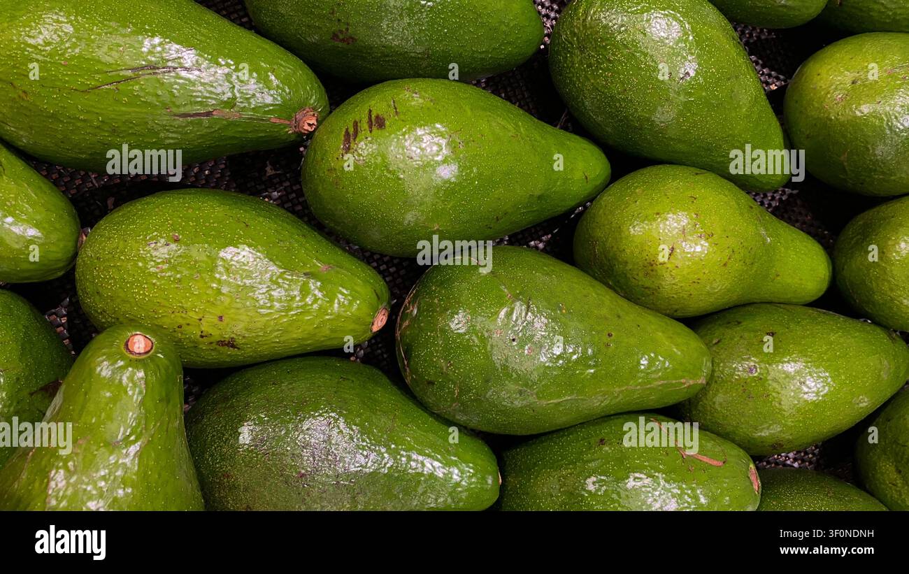 Frischer ganzer Avocado Stockfoto