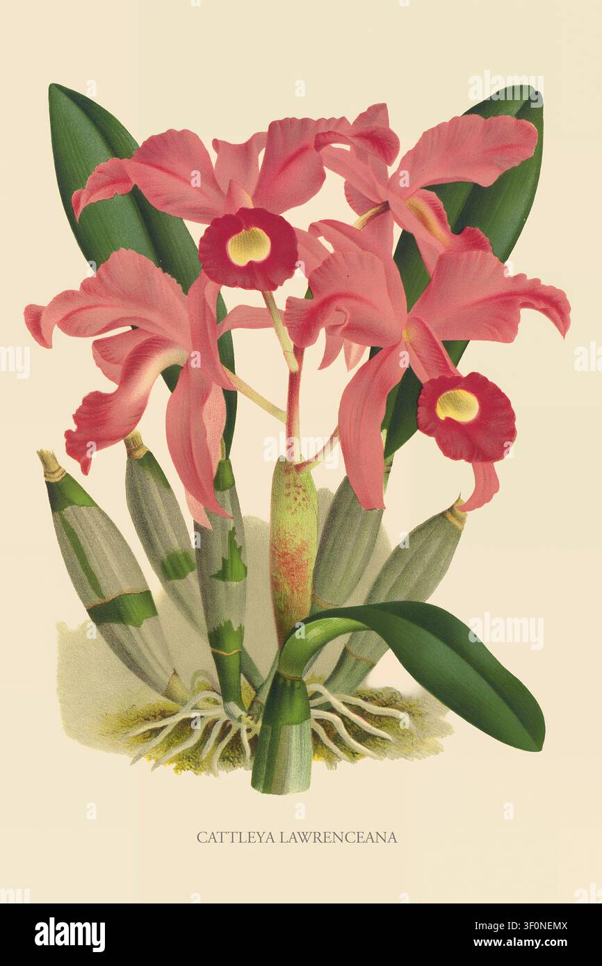 Cattleya Lawrenceana-Orchidee. Eine lebendige Blume. Blüht mit mehreren rosa Blütenblättern und auffälligen gelben Zentren. Präsentiert ihre botanischen Details einschließlich grüner Blätter. Pseudobulben. Lindenia: Ikonographie der Orchideen Band 1. Direktor: J. Linden. Chefredakteure: Lucien Linden & Emile Rodigas. Mit der Zusammenarbeit von bedeutenden Spezialisten. Linden, Jean Jules 1817-1898; Rodigas, Emile 1831-1902; Linden, Charles Lucien 1853-1940; Pierre Joseph De Pannemaeker, G. Severeyns Stockfoto