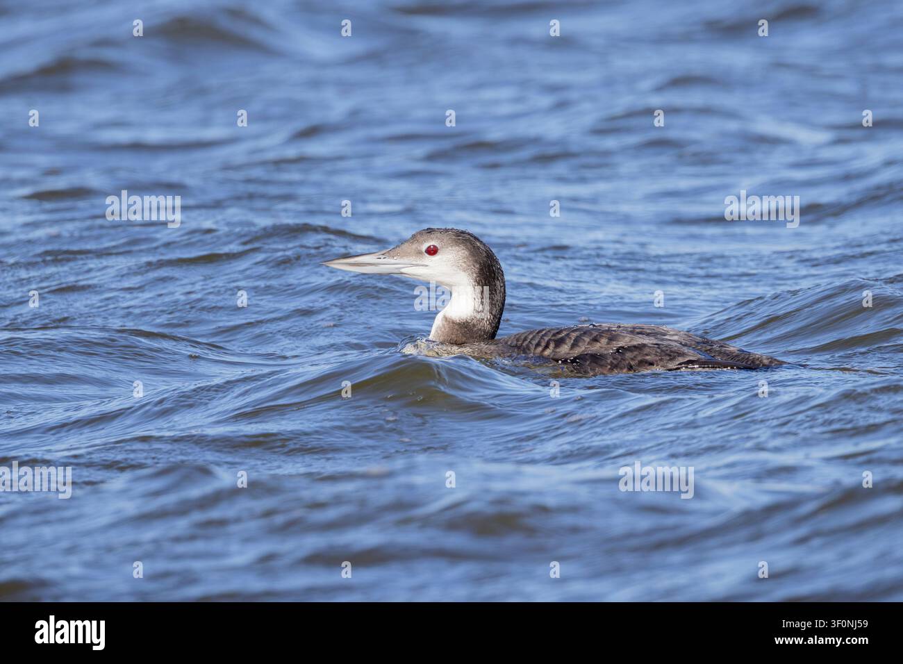 Ein nicht brütender Zwergtaucher, der im Wasser schwimmt. Stockfoto